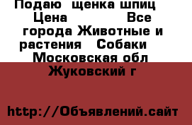 Подаю. щенка шпиц  › Цена ­ 27 000 - Все города Животные и растения » Собаки   . Московская обл.,Жуковский г.